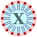 LipidXplorer Logo